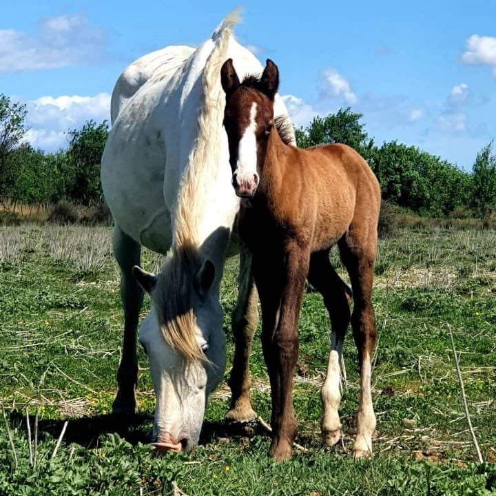 Cheval blanc typique de Camargue aux côtés de son poulain brun, broutant dans un champ verdoyant
