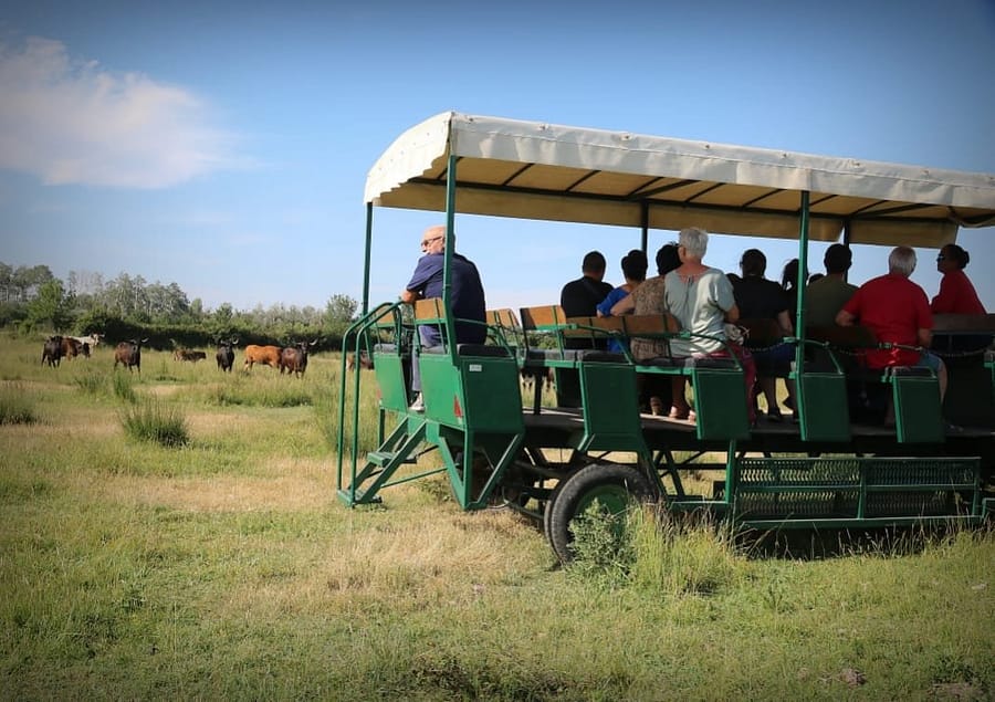 Balade en calèche à travers les paysages camarguais Groupe de visiteurs profitant d’une promenade en charrette dans un pré de Camargue