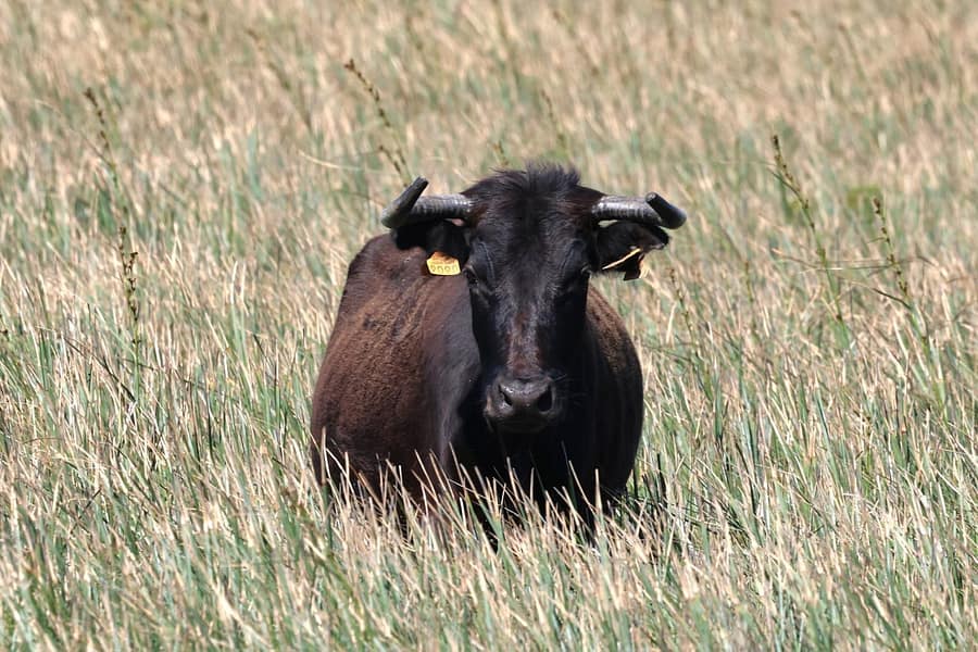 Taureau camarguais dans son pâturage Gros plan sur un taureau noir de Camargue broutant dans un champ